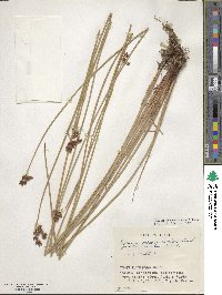 Scirpus tabernaemontani image