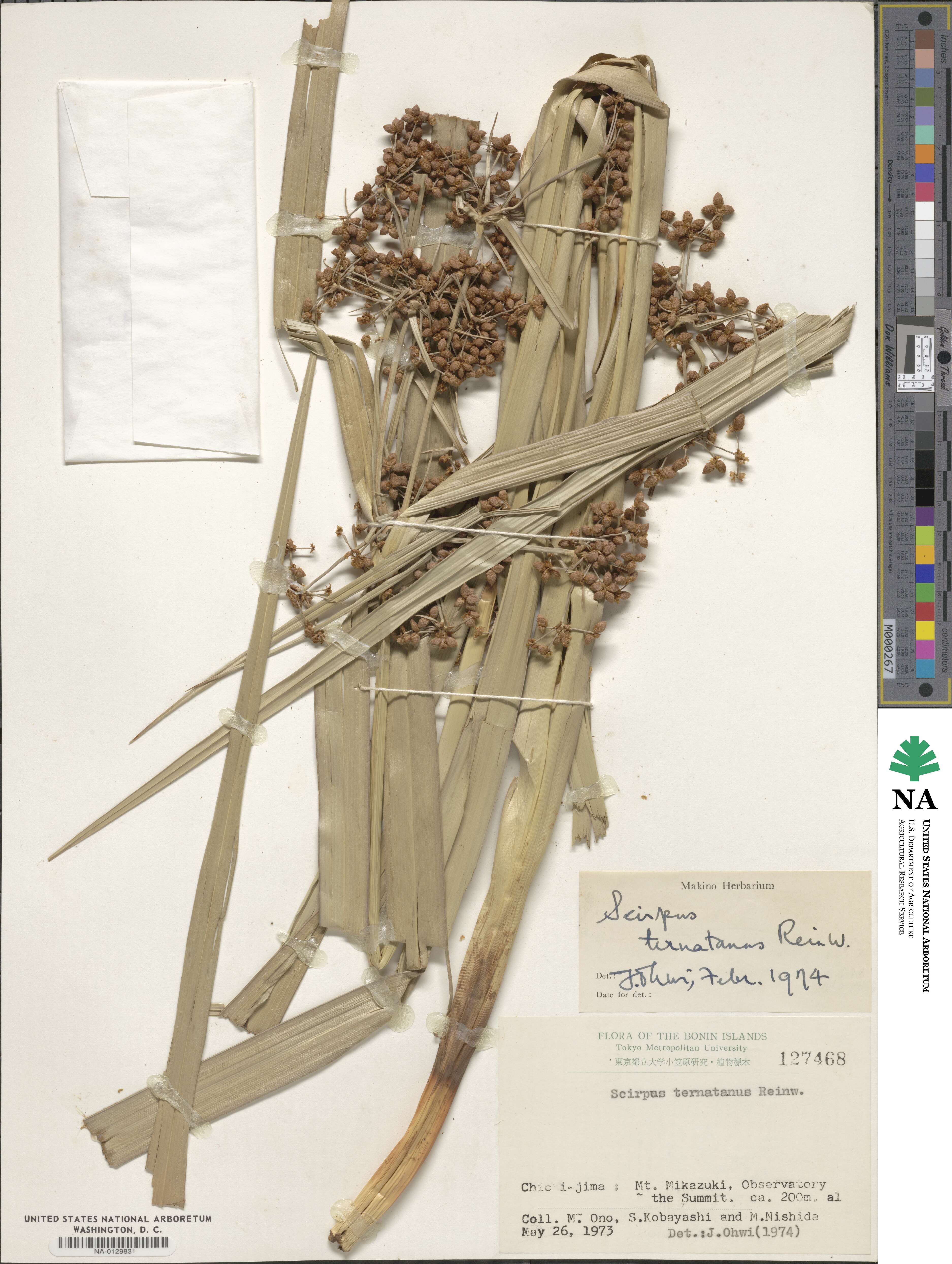 Scirpus ternatanus image