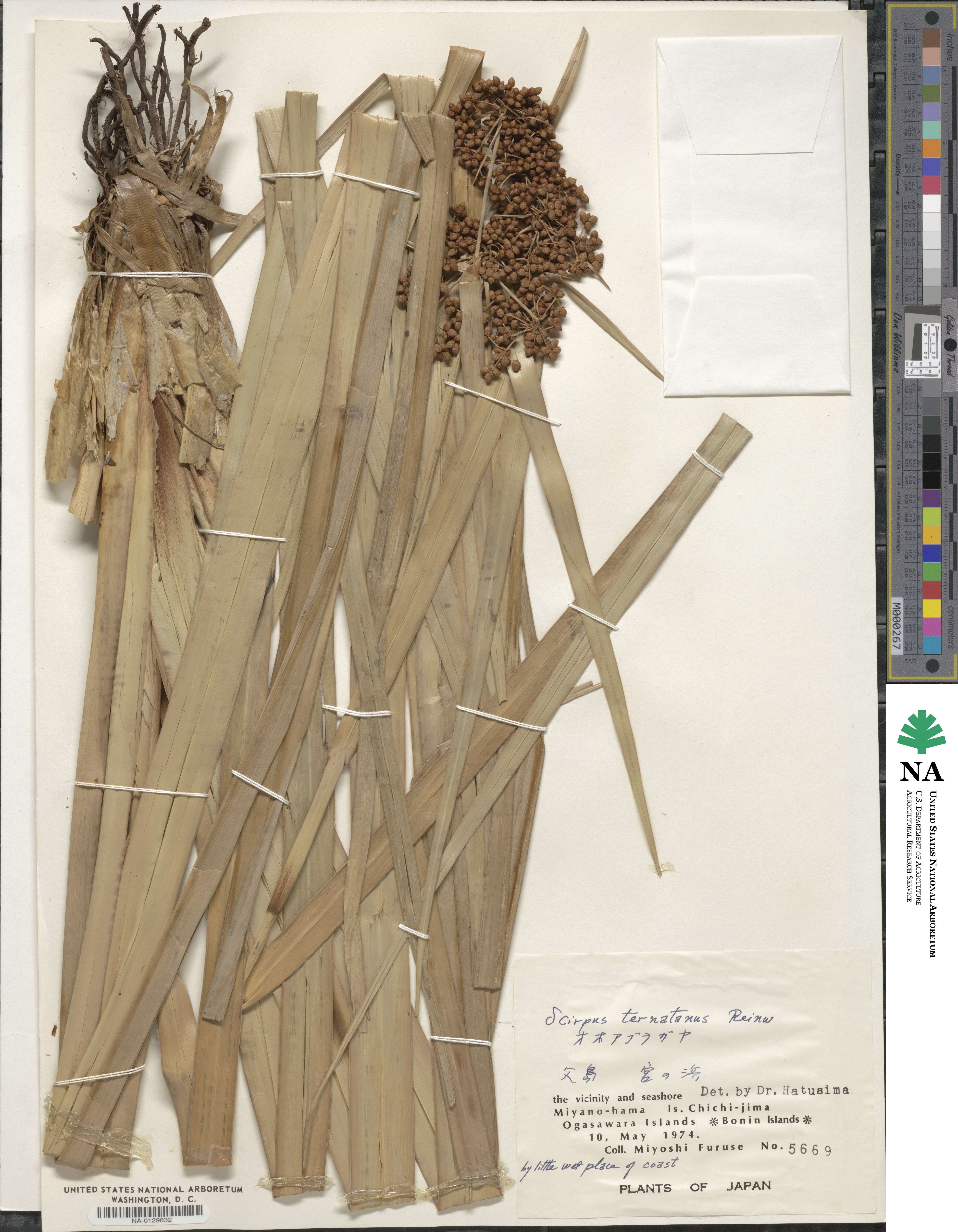 Scirpus ternatanus image