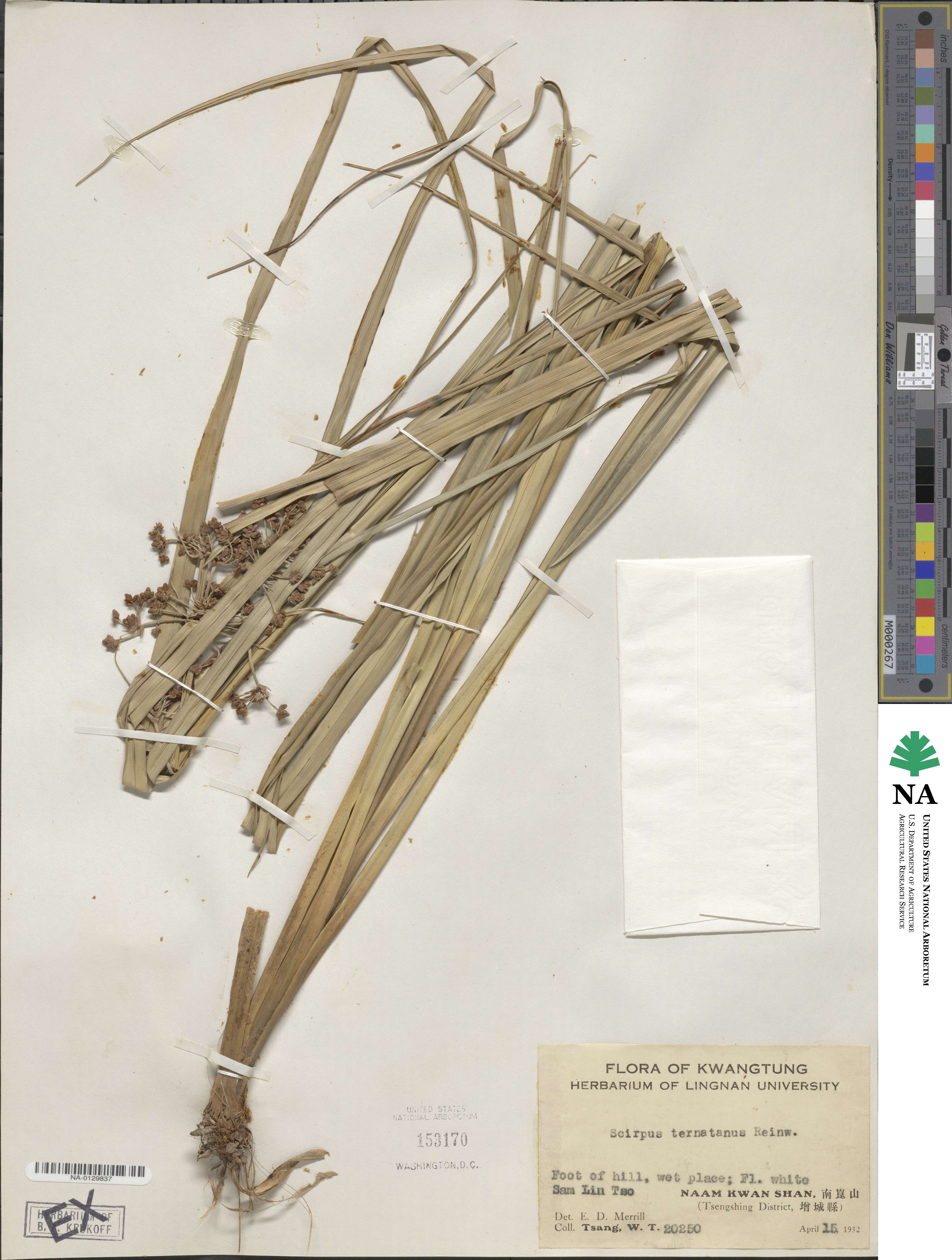 Scirpus ternatensis image
