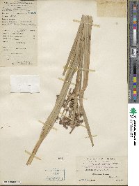 Scirpus ternatensis image