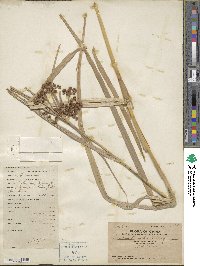 Scirpus ternatensis image