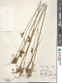 Scirpus triqueter image