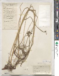 Scirpus triqueter image