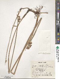 Scirpus triqueter image