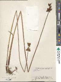 Scirpus triqueter image