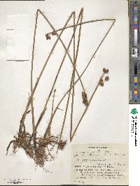 Scirpus triqueter image