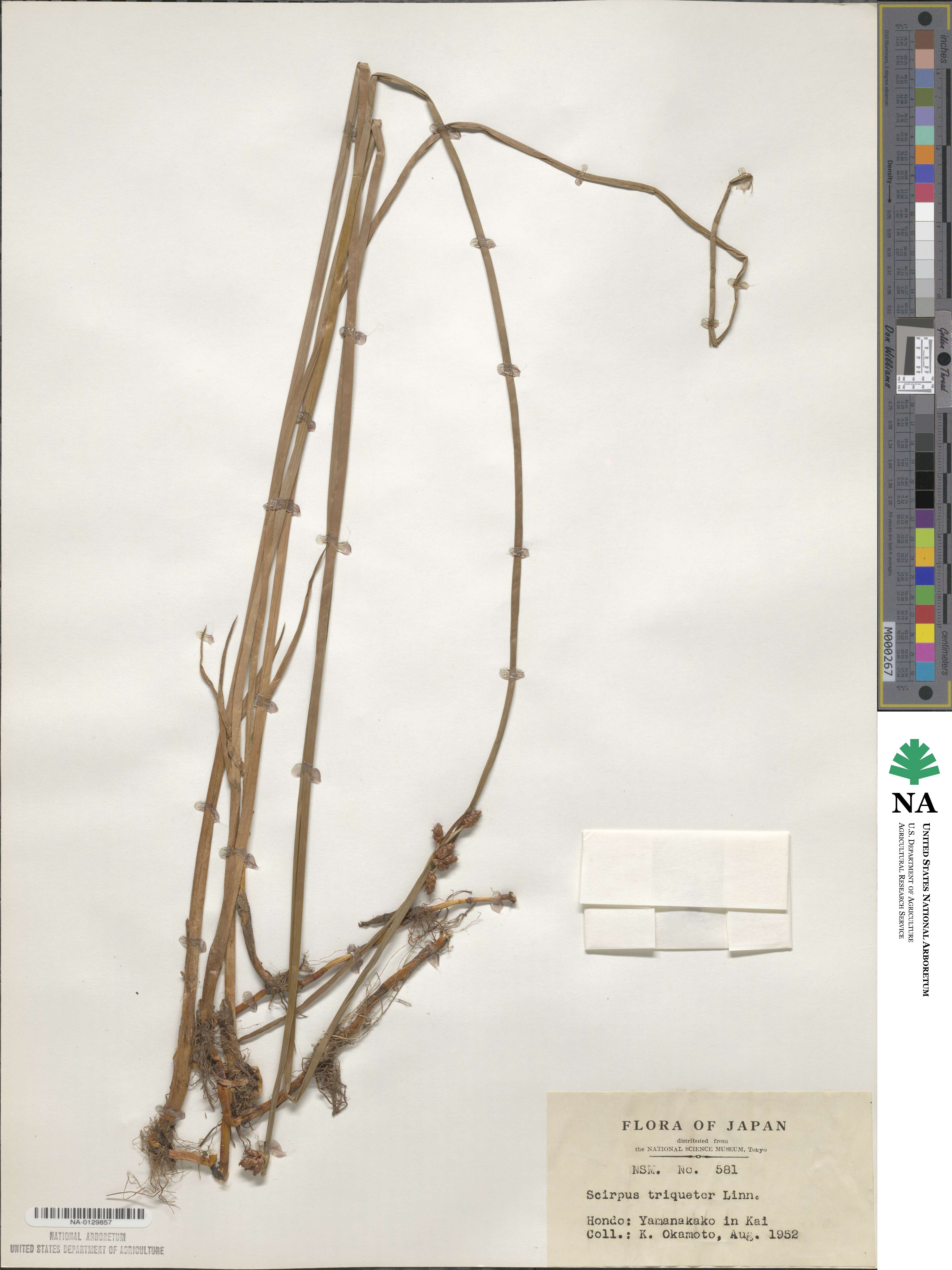 Scirpus triqueter image