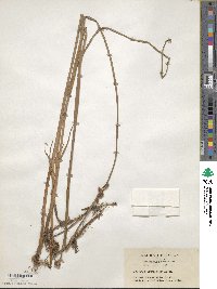 Scirpus triqueter image