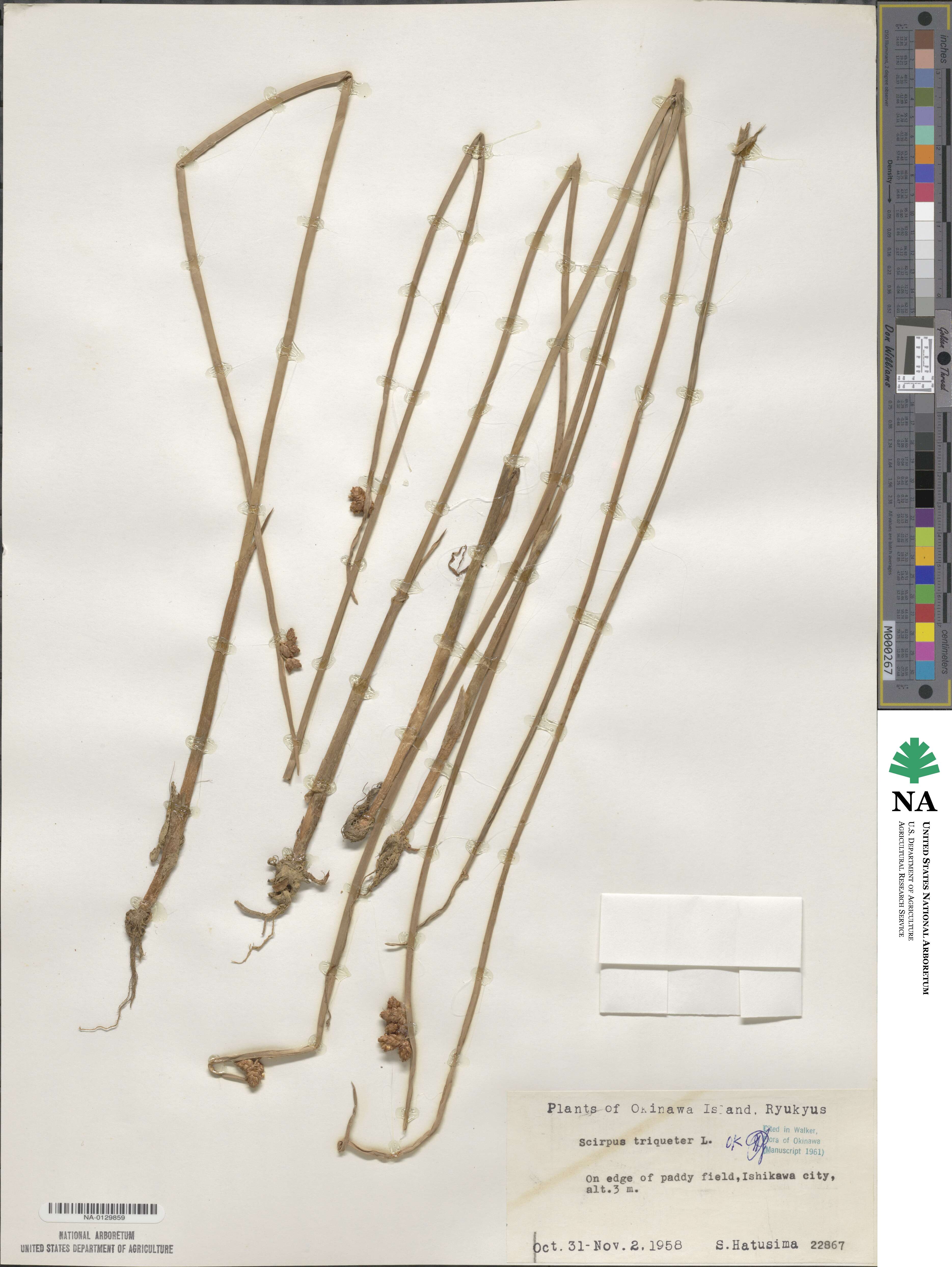 Scirpus triqueter image