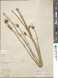 Scirpus triqueter image