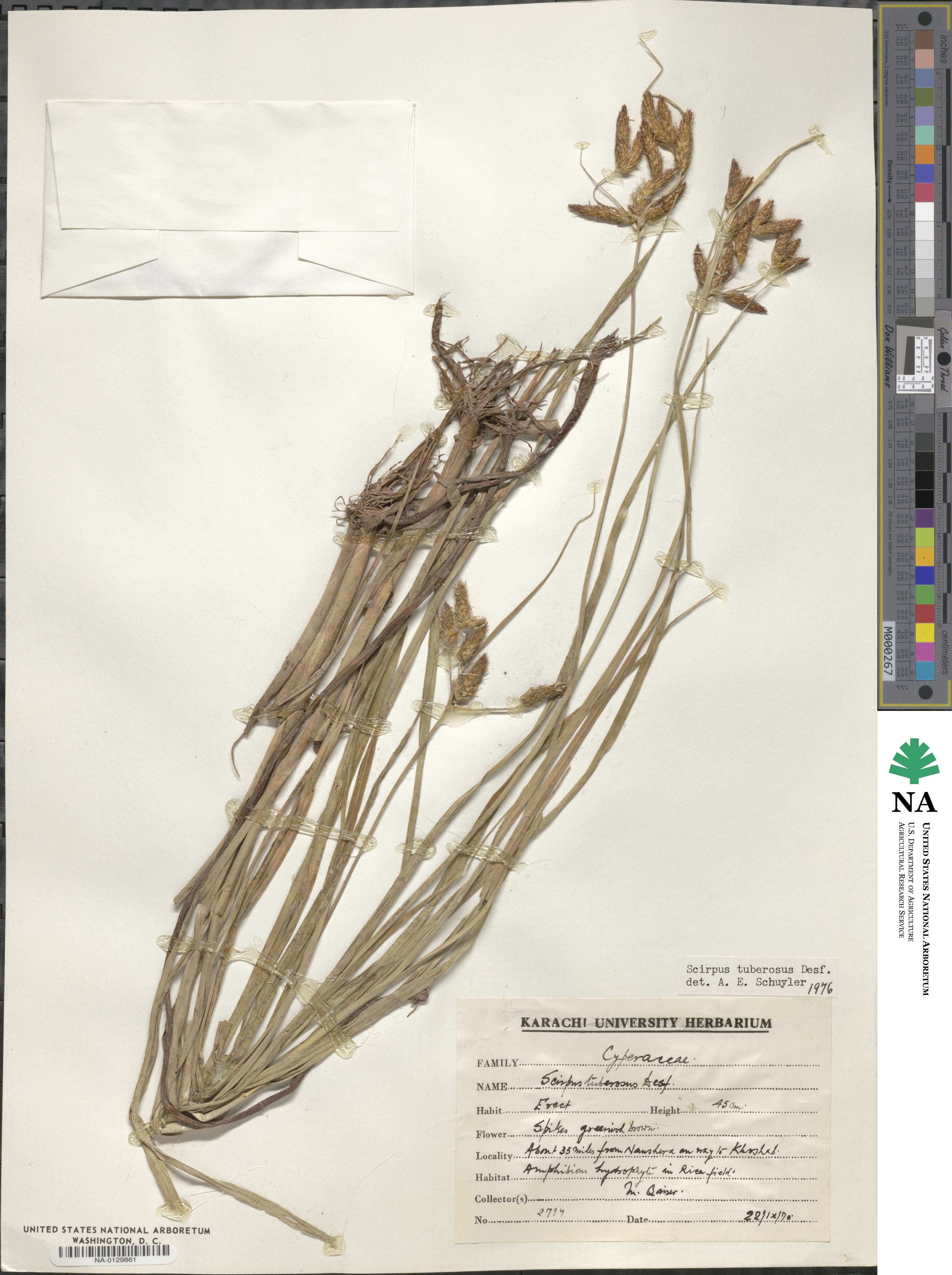 Scirpus tuberosus image