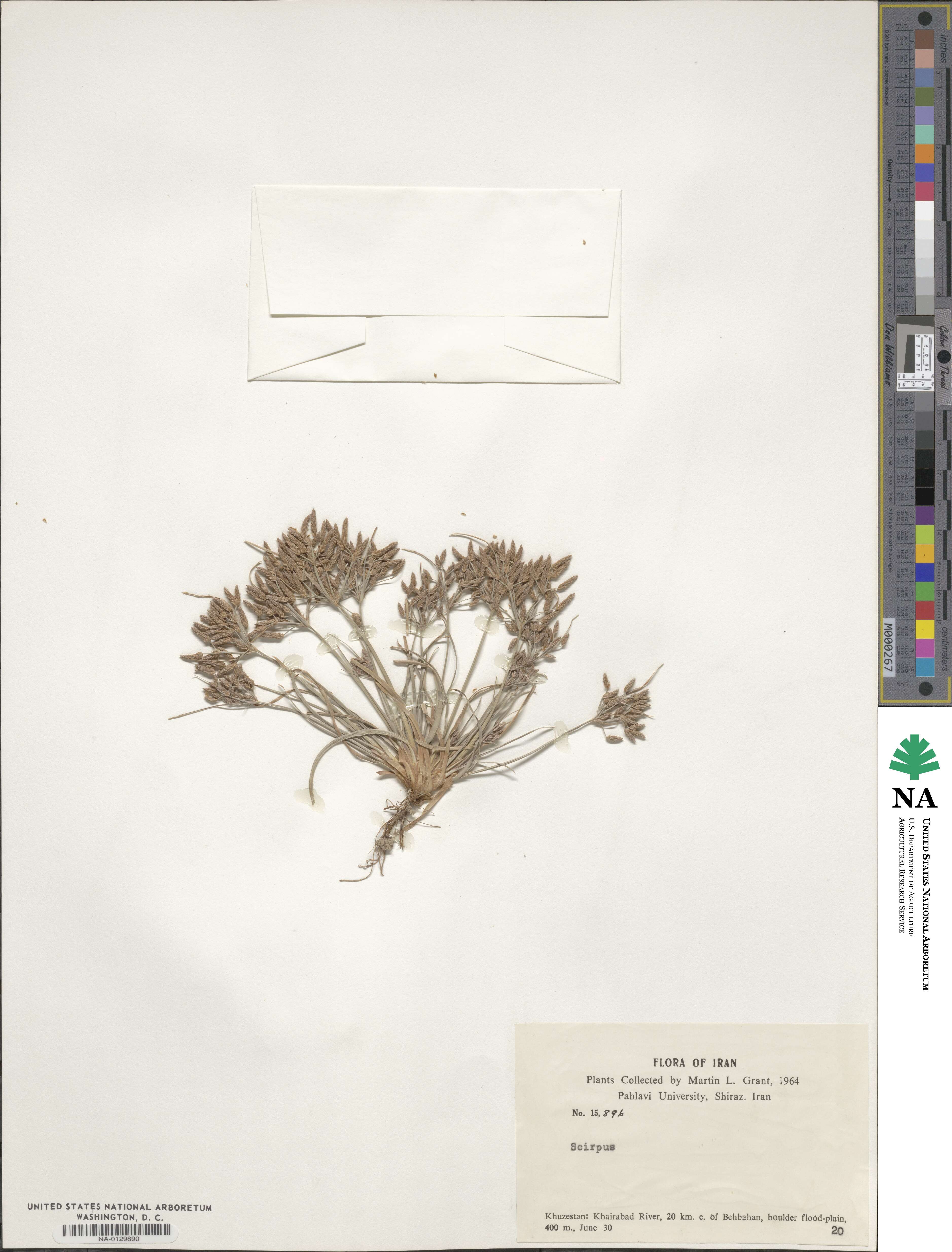 Scirpus image