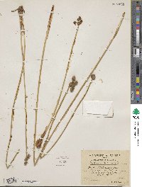 Scirpoides holoschoenus subsp. holoschoenus image