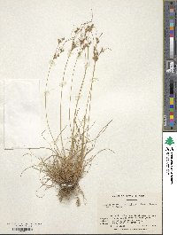 Isolepis bicolor image