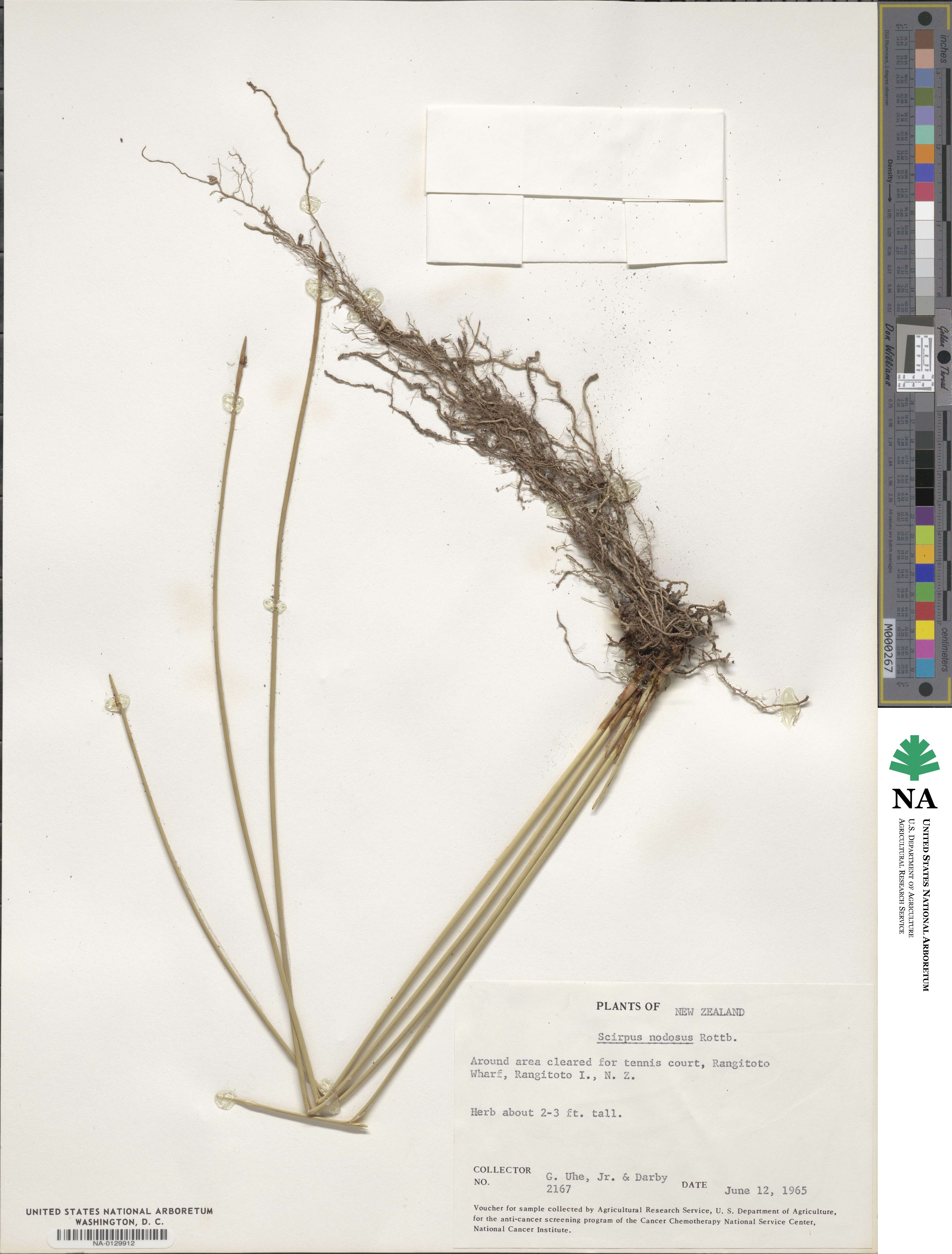 Ficinia nodosa image