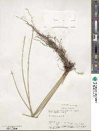 Ficinia nodosa image