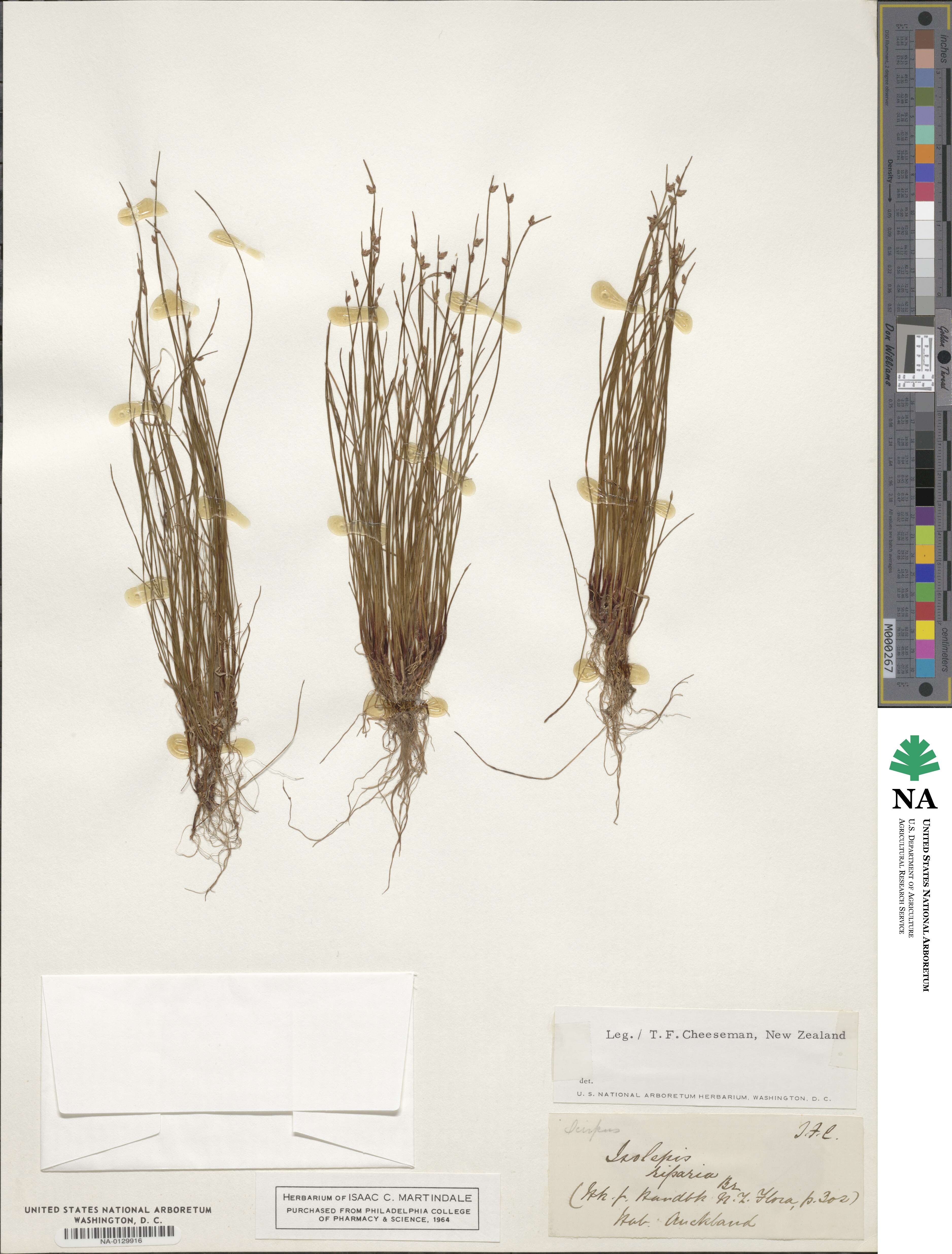 Scirpus riparius image