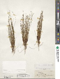 Scirpus riparius image