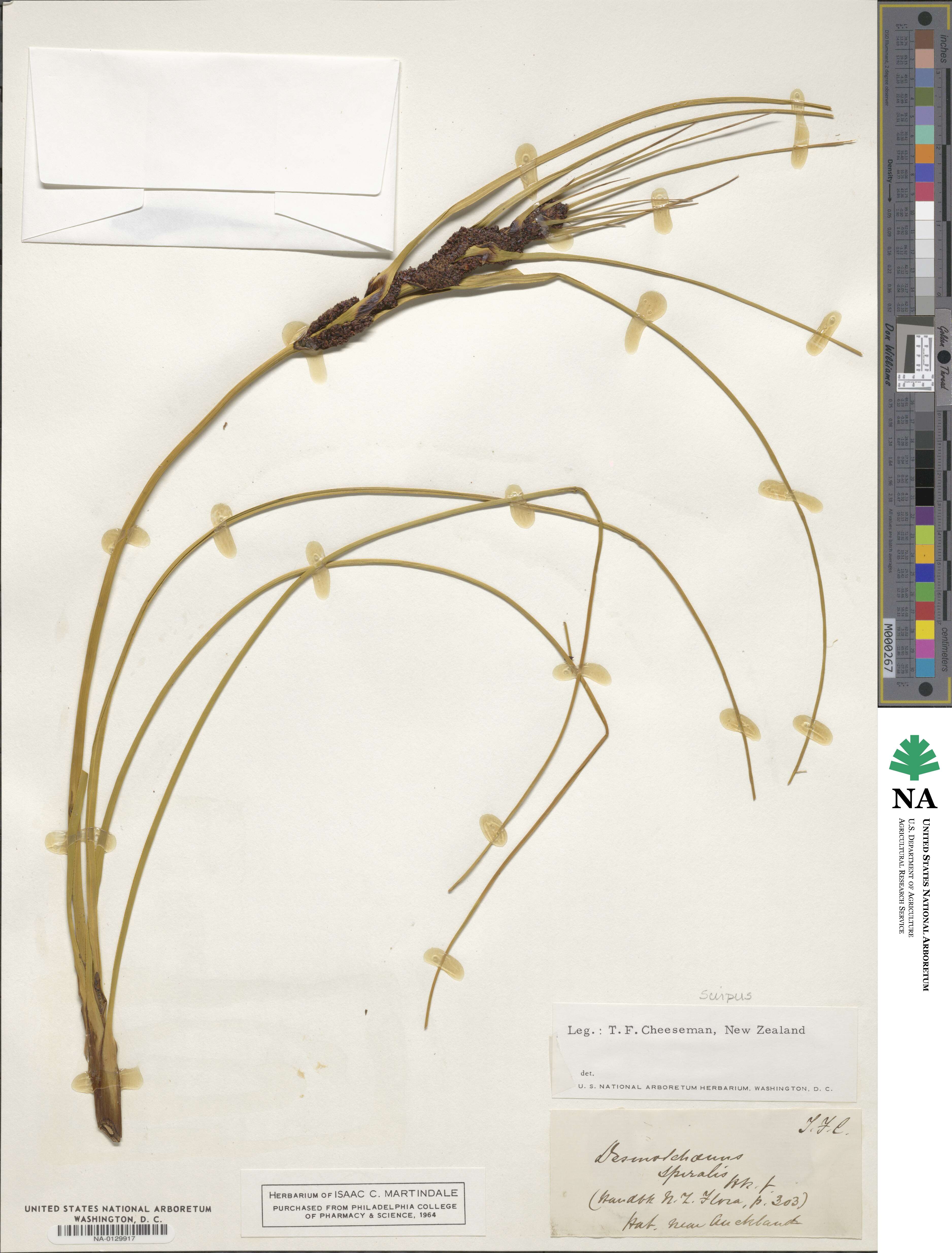 Scirpus spiralis image