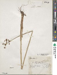 Scirpus tabernaemontani image