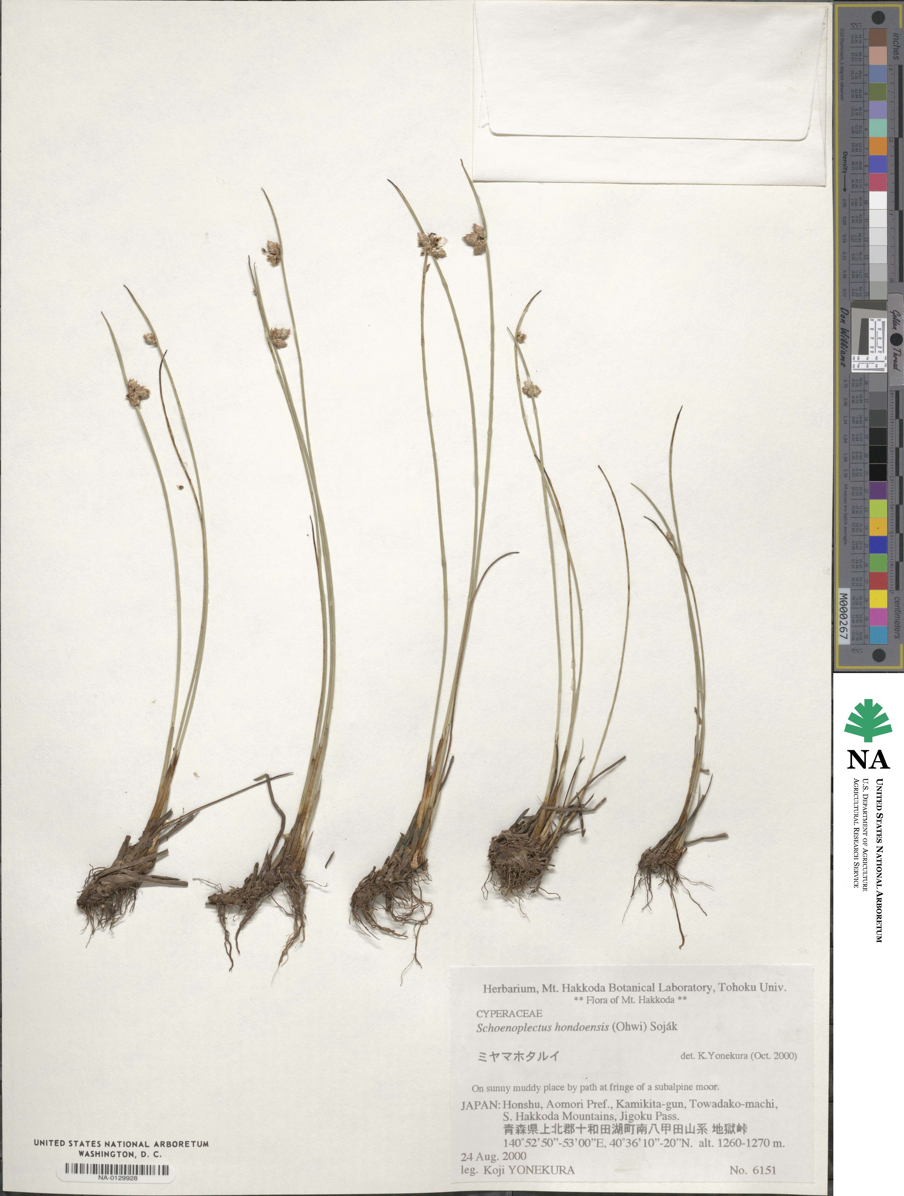 Schoenoplectiella hondoensis image