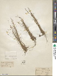 Eleocharis acicularis image