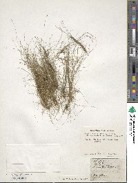 Eleocharis acicularis image