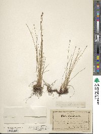 Eleocharis compressa var. compressa image