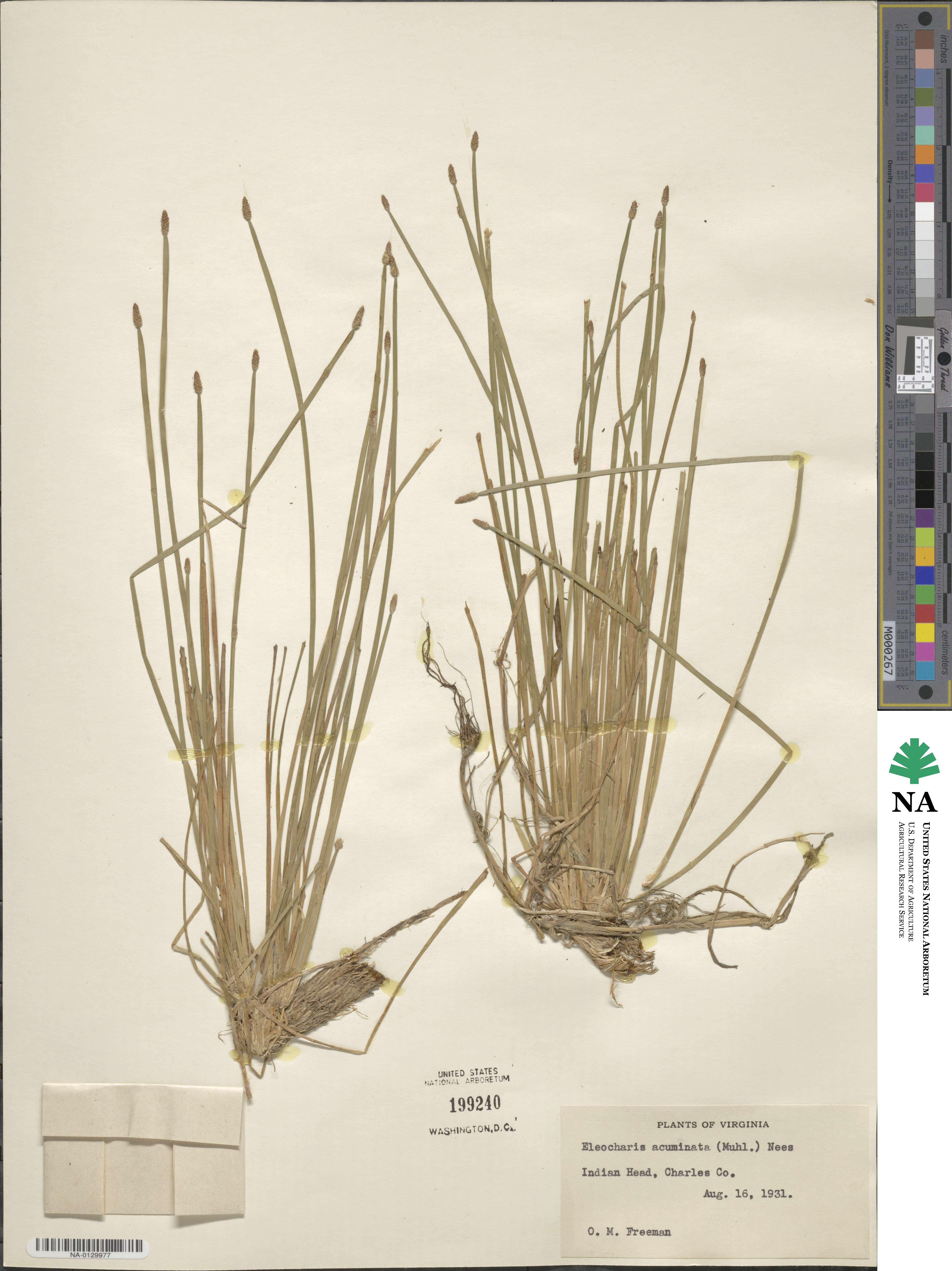 Eleocharis compressa var. compressa image