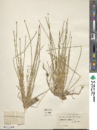 Eleocharis compressa var. compressa image