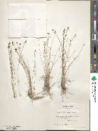 Eleocharis compressa var. acutisquamata image