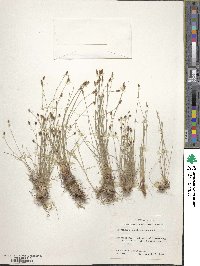 Eleocharis compressa var. acutisquamata image