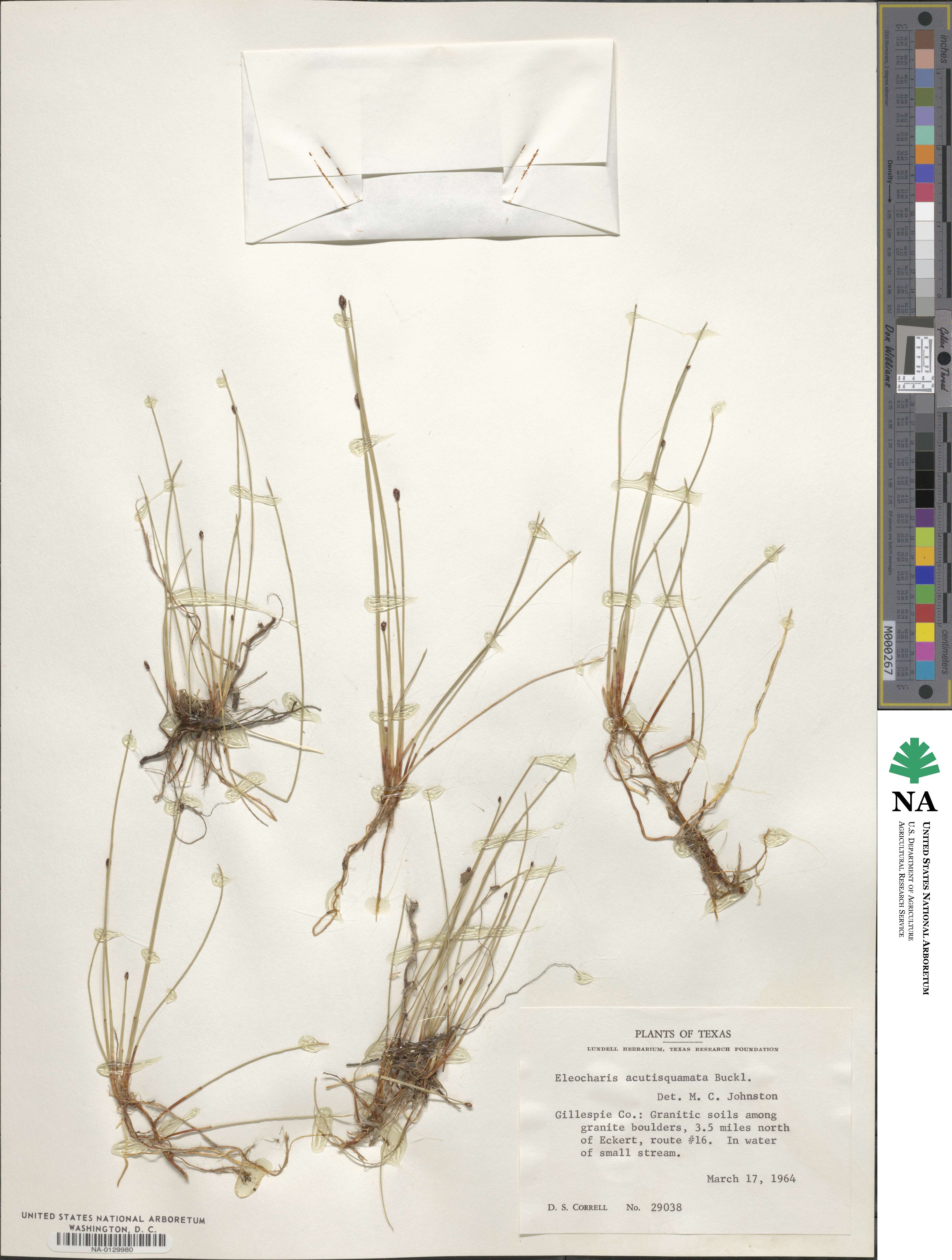 Eleocharis compressa var. acutisquamata image