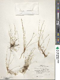 Eleocharis compressa var. acutisquamata image