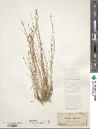 Eleocharis albida image