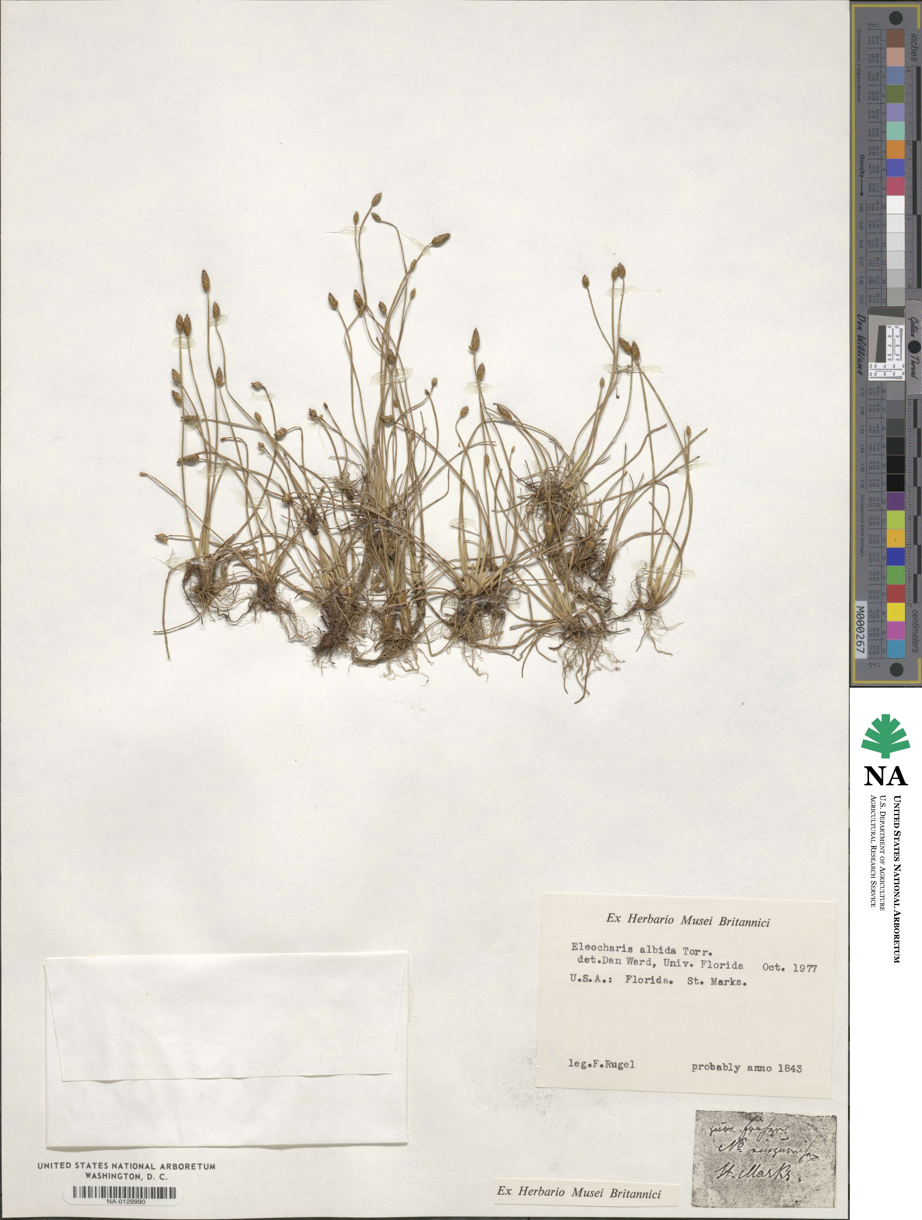 Eleocharis albida image