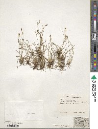 Eleocharis albida image