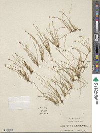 Eleocharis albida image