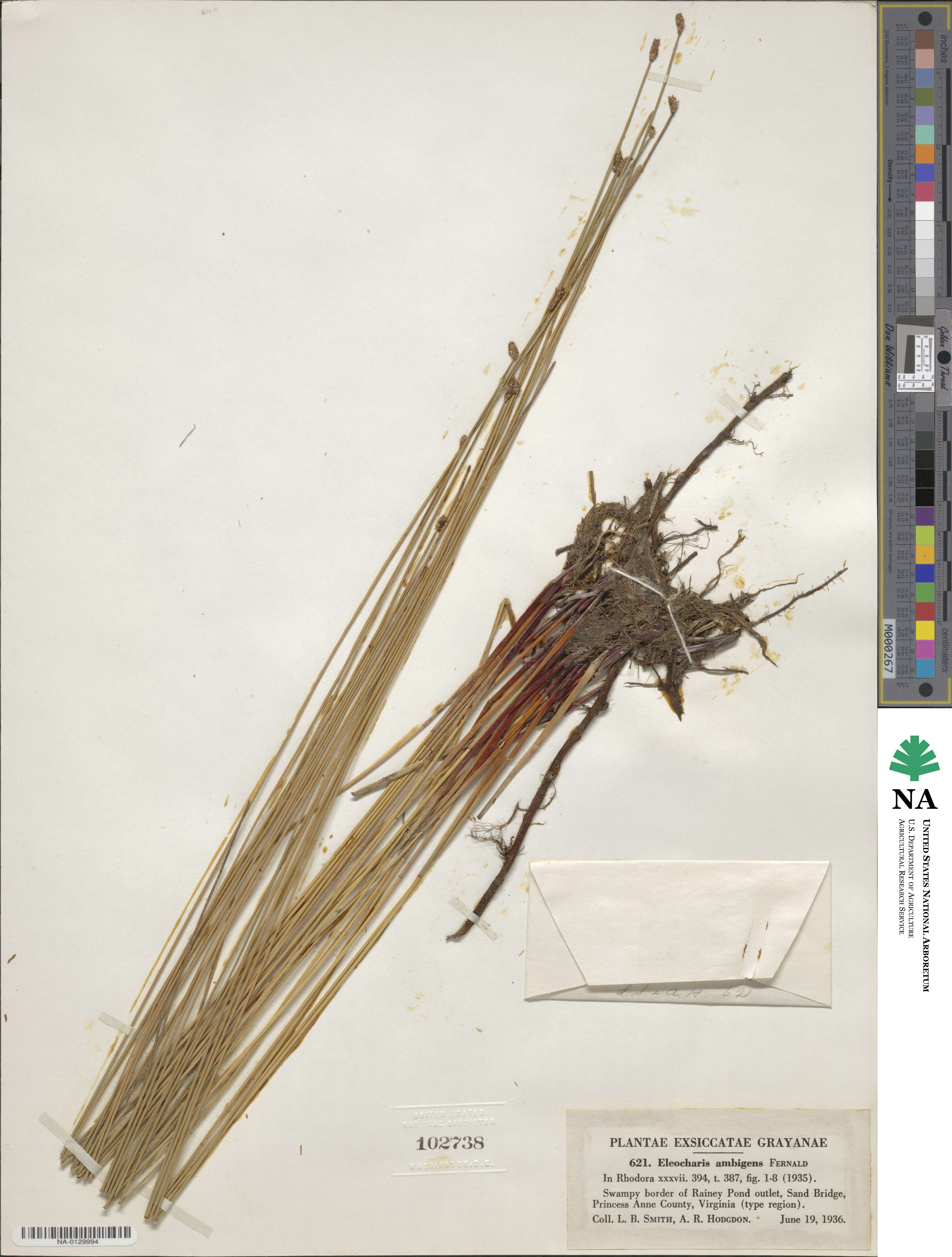 Eleocharis fallax image