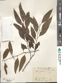 Sarcococca coriacea image