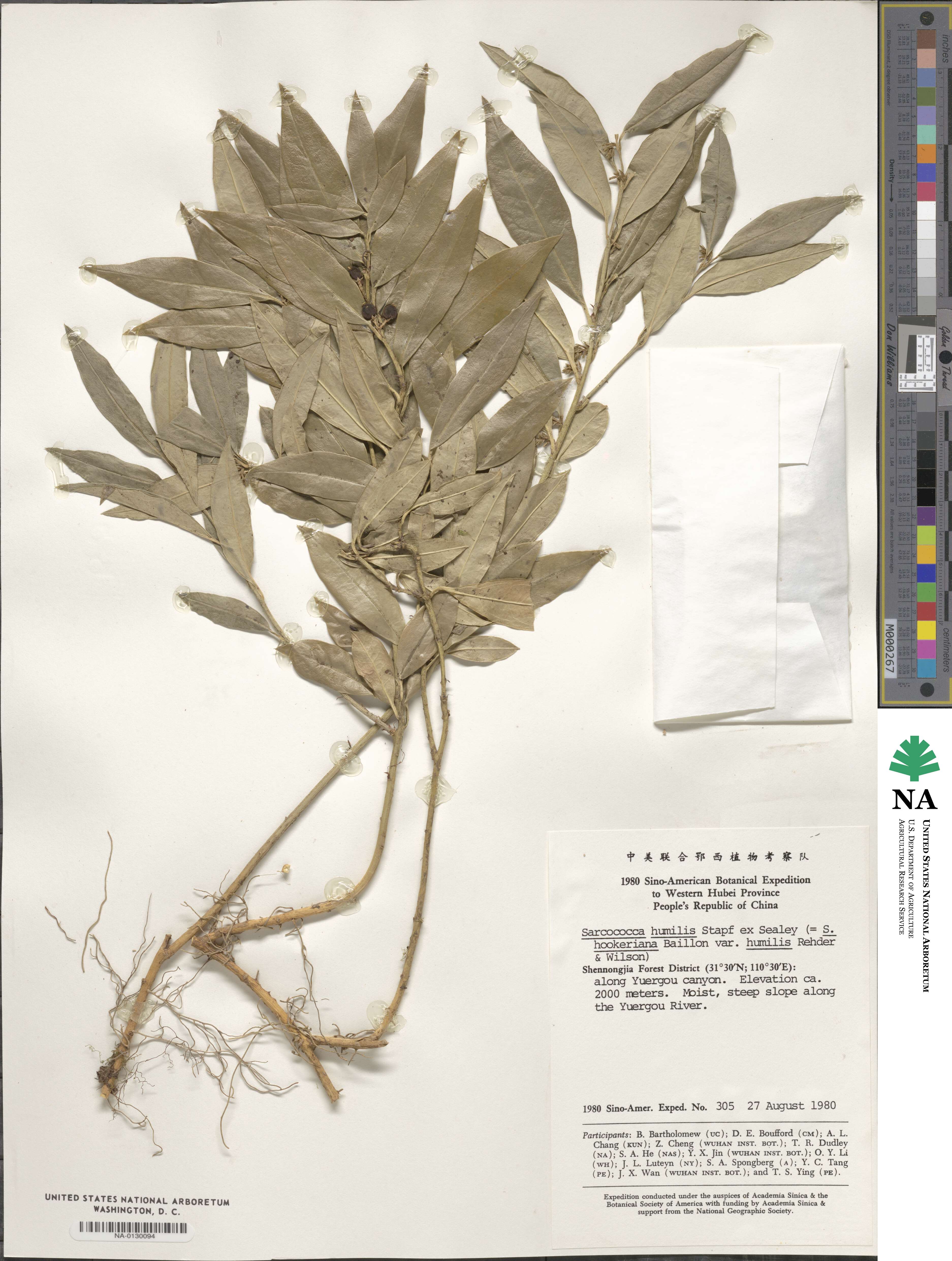 Sarcococca hookeriana image