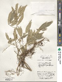 Sarcococca hookeriana var. digyna image