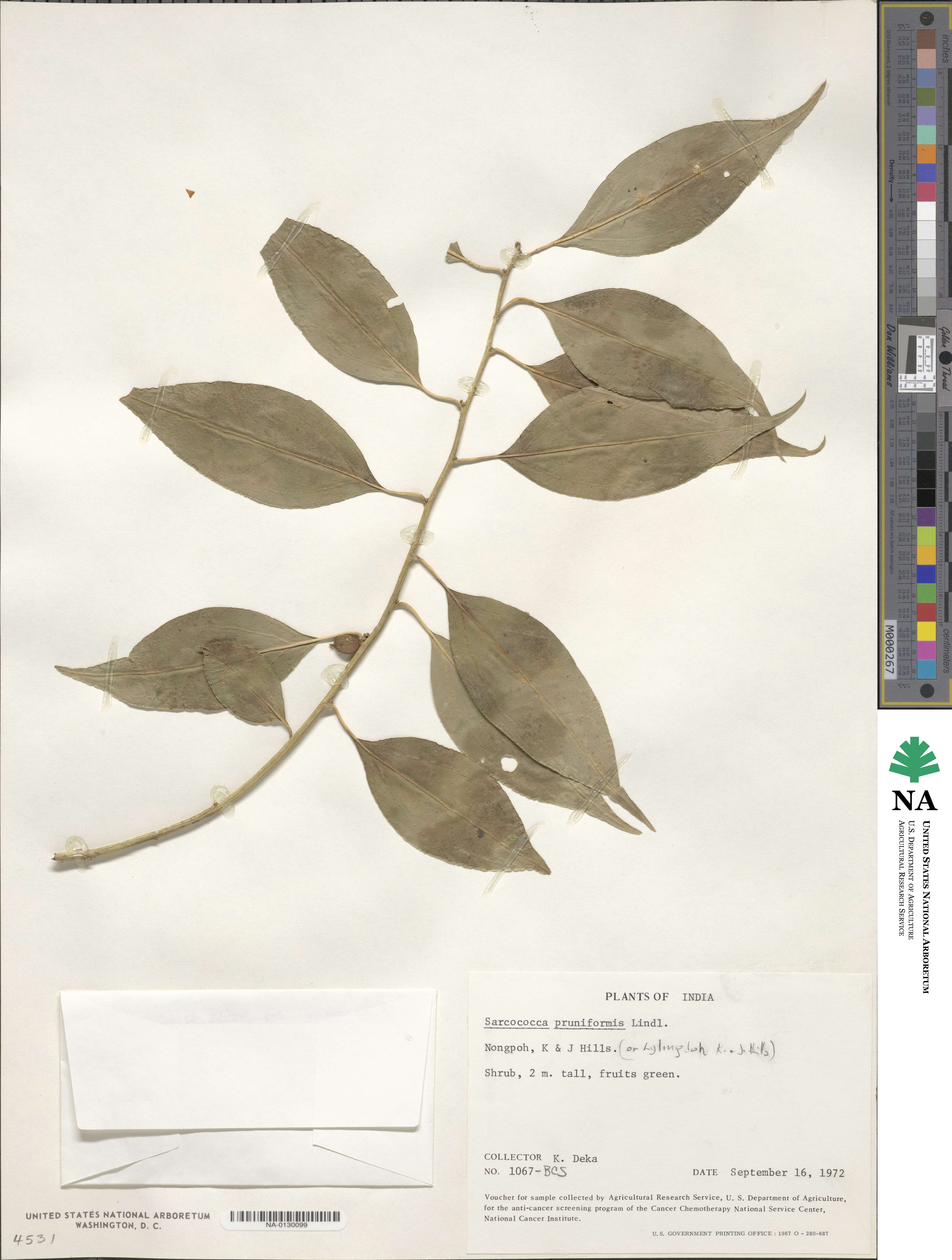 Sarcococca coriacea image