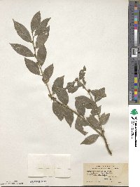 Sarcococca ruscifolia image