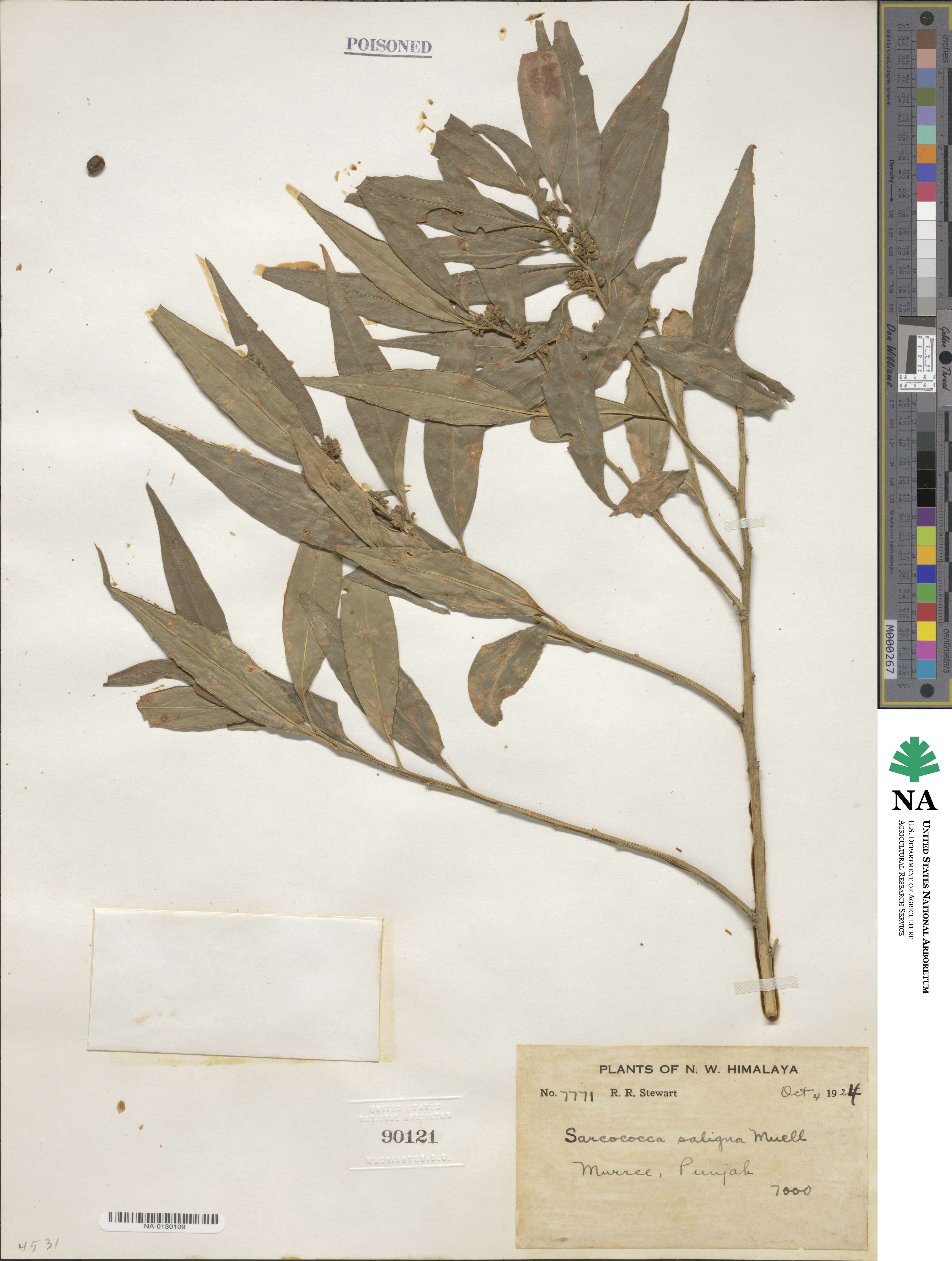 Sarcococca saligna image