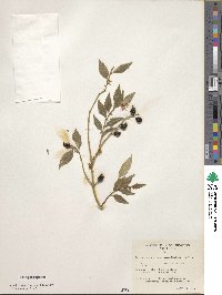 Sarcococca confusa image