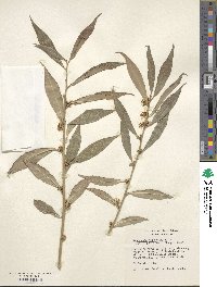 Sarcococca hookeriana image