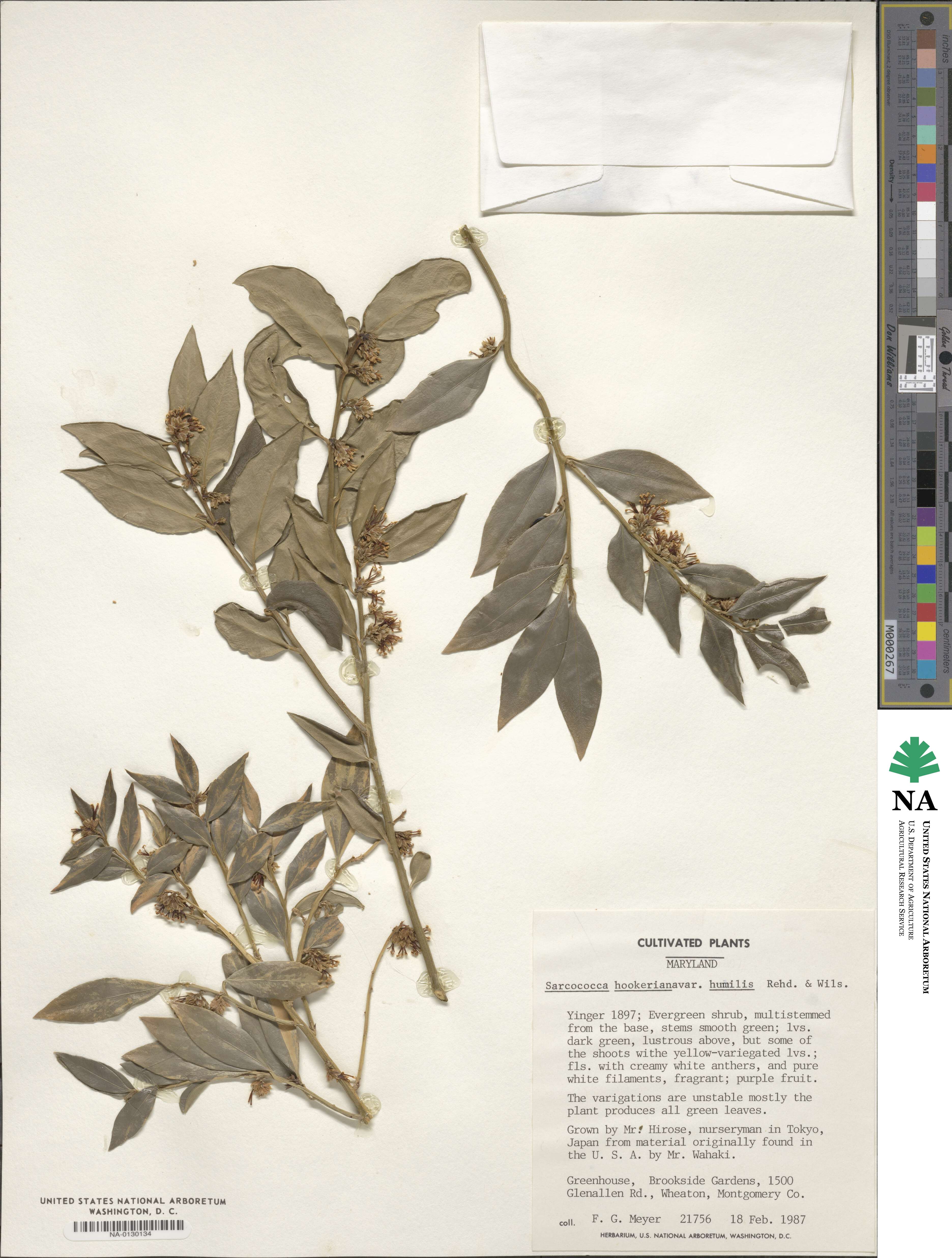 Sarcococca hookeriana var. digyna image
