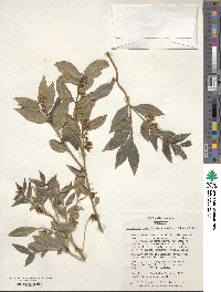 Sarcococca hookeriana image